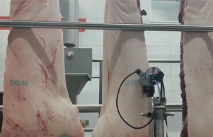 从养殖出栏到仓储出库：EBS猪肉全链路喷码标识解决方案